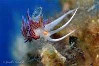 Croatia Diving: Nudibranch