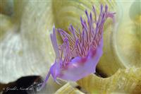 Croatia Diving: Nudibranch