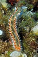 Croatia Diving: Firworm looking for food