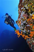 Croatia Diving: Yellow sponges