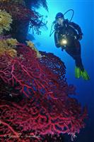 Croatia Diving: Diver on wall with Reg Gorgonian