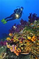 Croatia Diving: Diver on wall