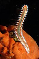 Croatia Diving: Fireworm