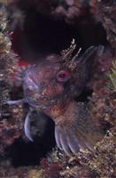 Croatia Diving: Fish looking at a divers