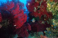 Croatia Diving: Red Gorgonian forrest